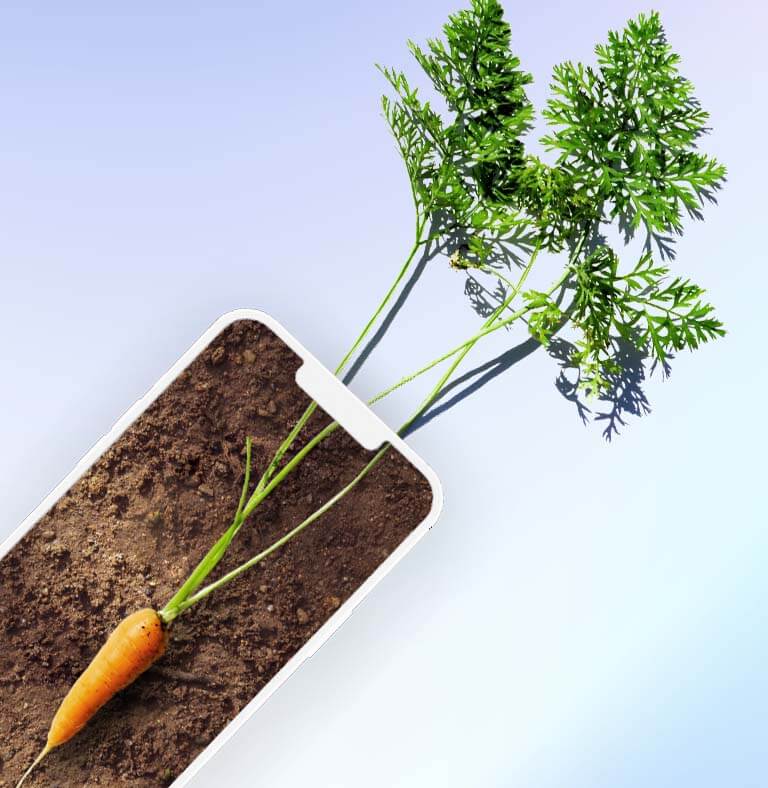 Ein Bild zeigt eine Karotte, die aus einem mobilen Device wächst als Symbol für die Digitalisierung der B2B Lebensmittelindustrie.