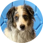 Das Foto des Australian Sheperd Hundes namens Henry, als Zitatgeber