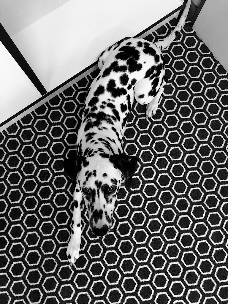 Foto eines Dalmatiners, der auf dem Teppichbodens des SNK Büros wie getarnt wirkt